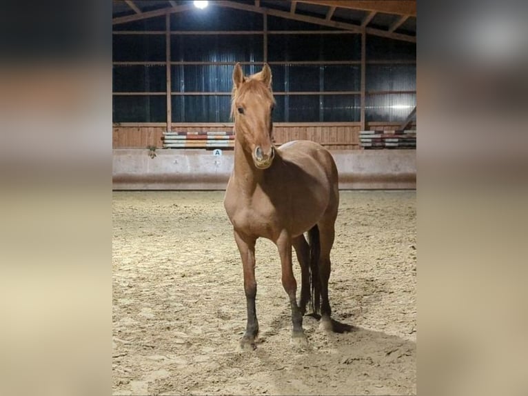 Deutsches Reitpony Hengst 4 Jahre 146 cm Dunalino in Eulenberg