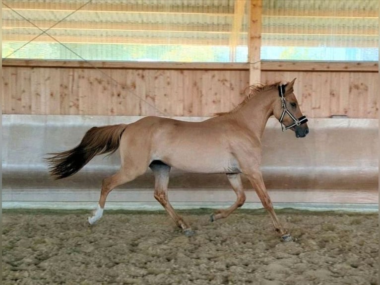 Deutsches Reitpony Hengst 4 Jahre 146 cm Dunalino in Eulenberg