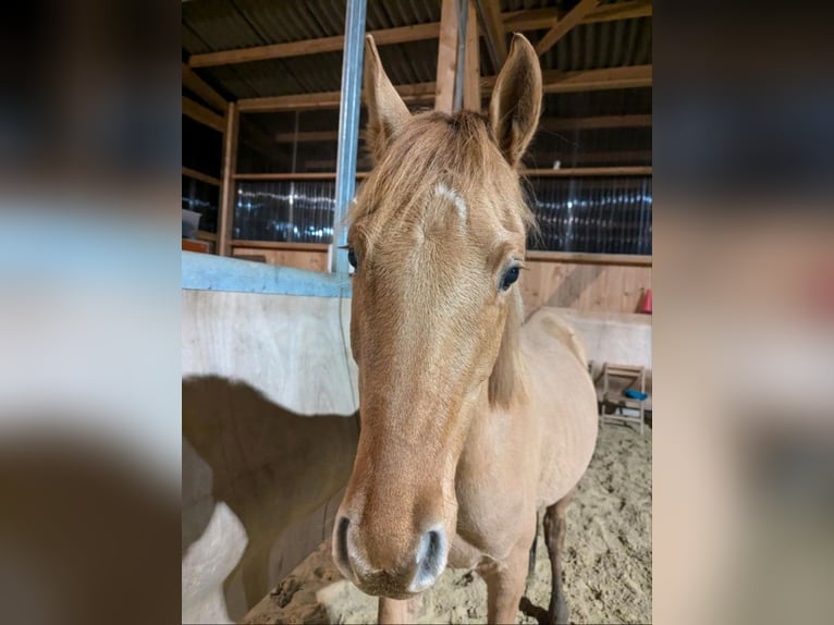 Deutsches Reitpony Hengst 4 Jahre 146 cm Dunalino in Eulenberg