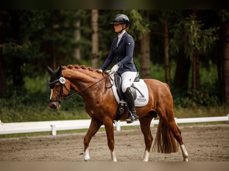 Deutsches Reitpony Hengst 4 Jahre 146 cm Dunkelfuchs in Ahrensburg