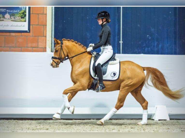 Deutsches Reitpony Hengst 4 Jahre 146 cm Fuchs in Lippetal