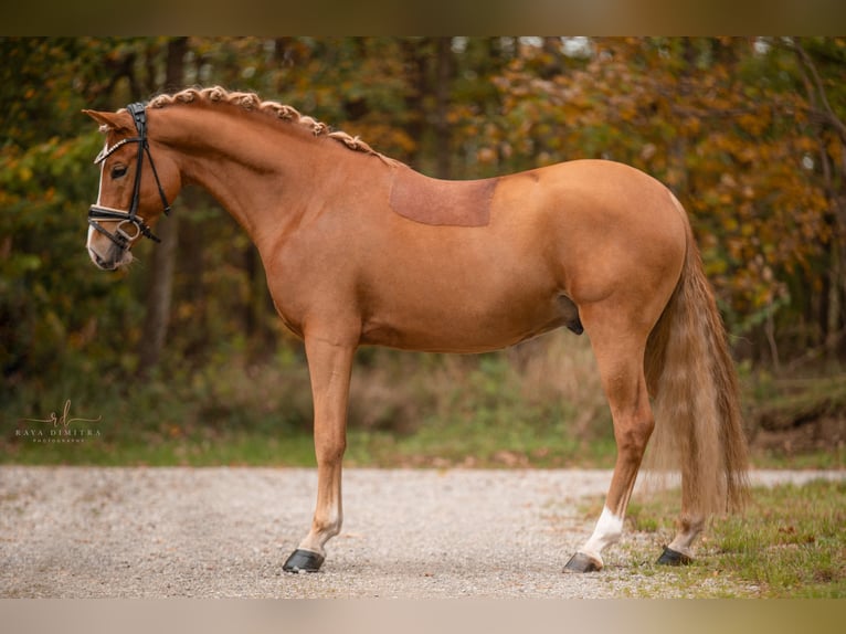 Deutsches Reitpony Hengst 4 Jahre 146 cm Fuchs in Wehringen