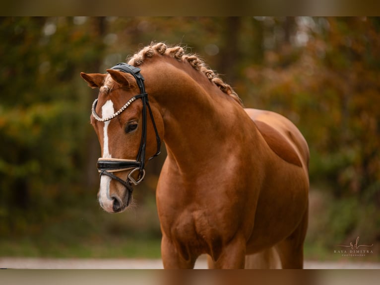 Deutsches Reitpony Hengst 4 Jahre 146 cm Fuchs in Wehringen