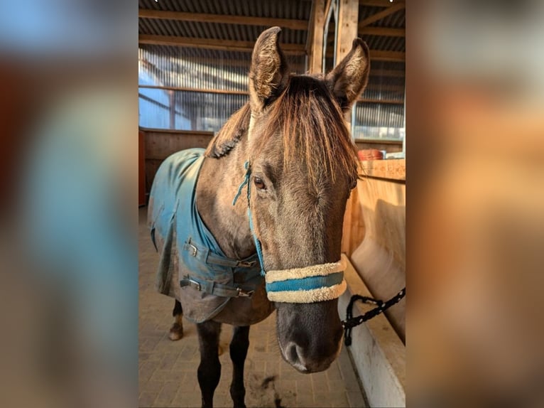 Deutsches Reitpony Hengst 4 Jahre 146 cm Grullo in Walterschen