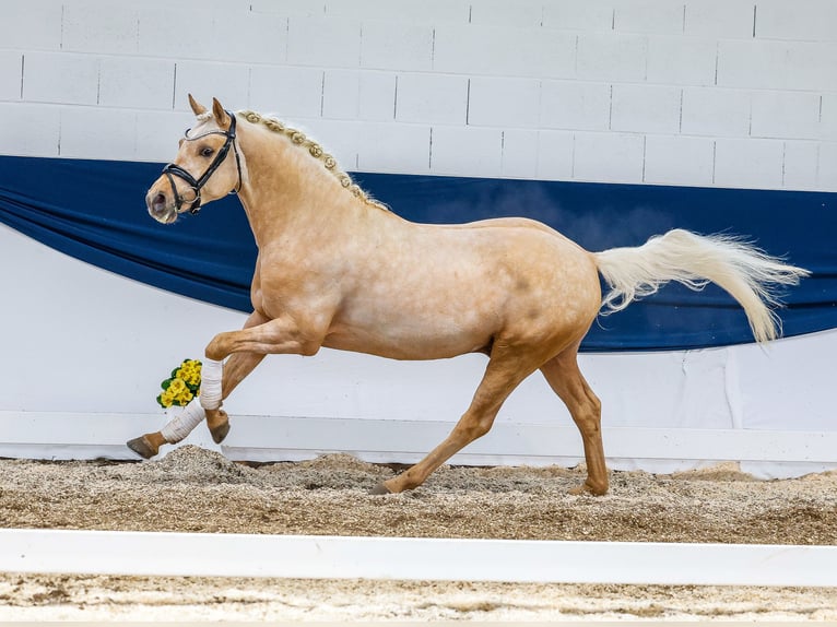 Deutsches Reitpony Hengst 4 Jahre 146 cm Palomino in Marsberg