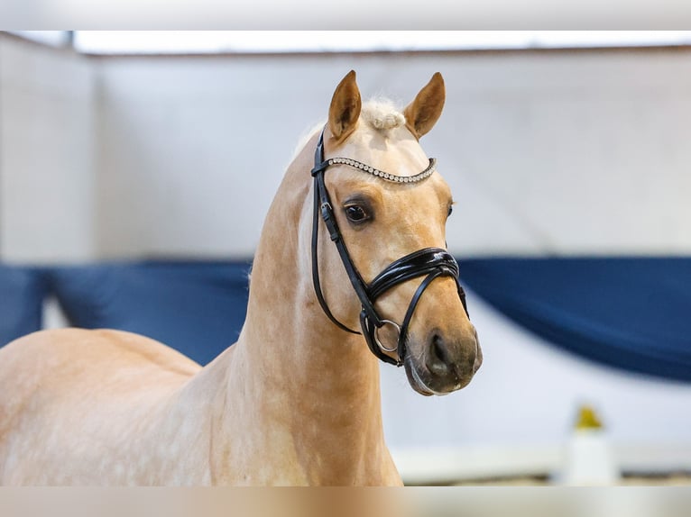 Deutsches Reitpony Hengst 4 Jahre 146 cm Palomino in Marsberg
