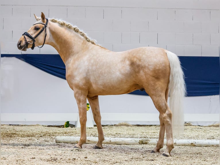 Deutsches Reitpony Hengst 4 Jahre 146 cm Palomino in Marsberg