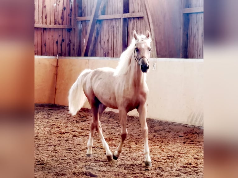 Deutsches Reitpony Hengst 4 Jahre 146 cm Palomino in Frankenberg (Eder)
