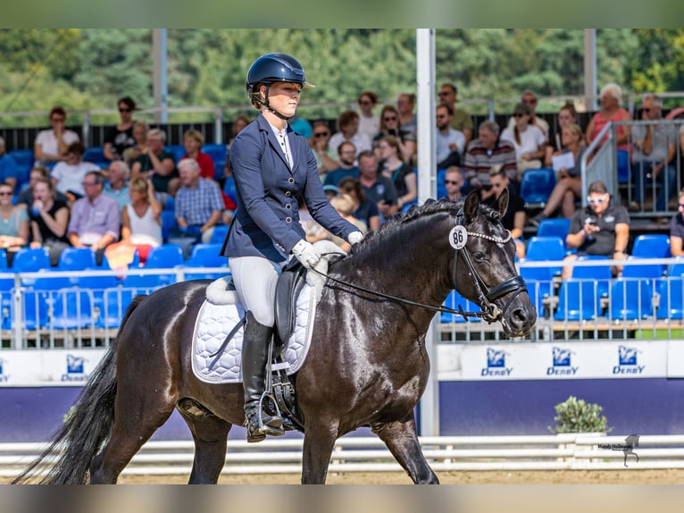 Deutsches Reitpony Hengst 4 Jahre 146 cm Rappe in Ahrensburg