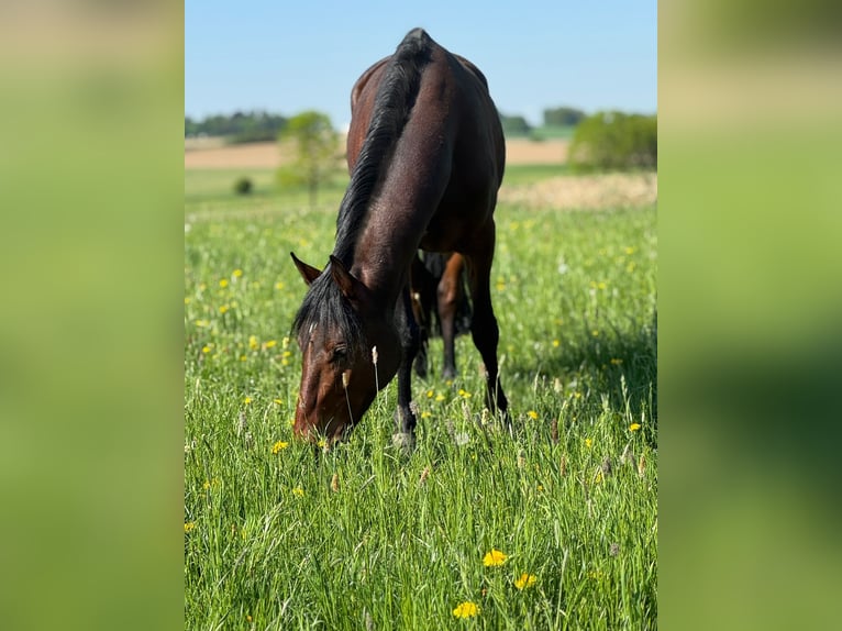 Deutsches Reitpony Hengst 4 Jahre 147 cm Brauner in Eching