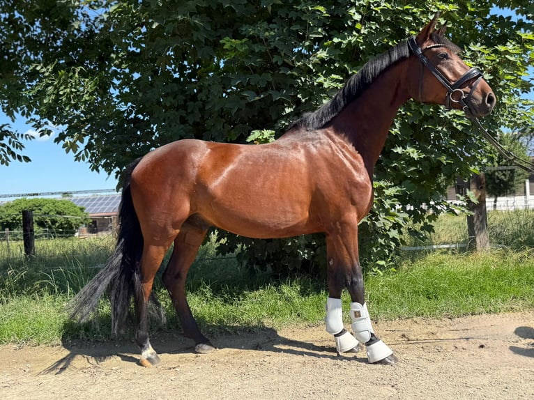 Deutsches Reitpony Hengst 4 Jahre 147 cm Brauner in Eching