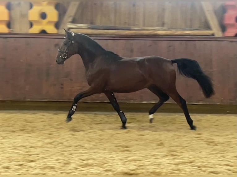 Deutsches Reitpony Hengst 4 Jahre 147 cm Brauner in Eching