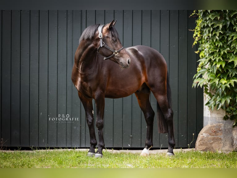Deutsches Reitpony Hengst 4 Jahre 147 cm Dunkelbrauner in Hagen Deutsches Reitpony Hengst 4 Jahre 147 cm Dunkelbrauner in Hagen