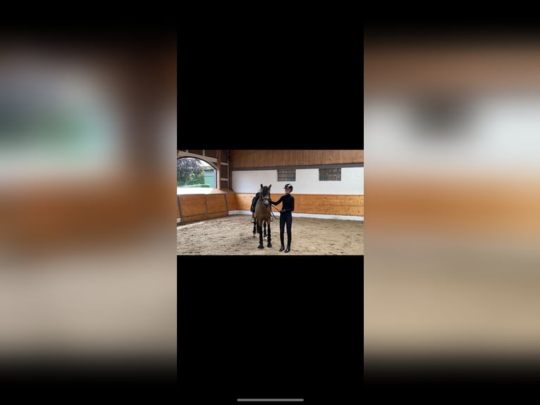 Deutsches Reitpony Hengst 4 Jahre 147 cm Falbe in Hemmoor