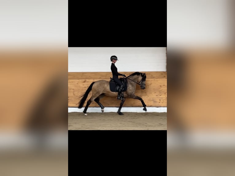 Deutsches Reitpony Hengst 4 Jahre 147 cm Falbe in Hemmoor