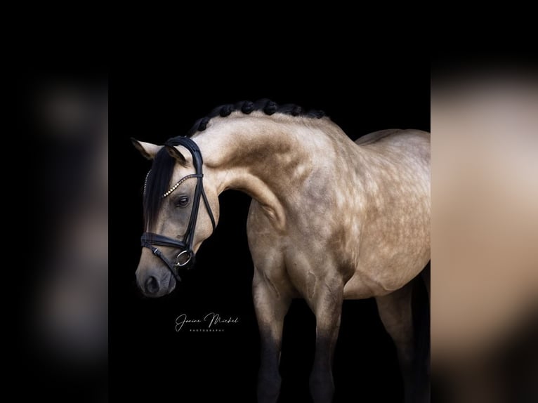 Deutsches Reitpony Hengst 4 Jahre 147 cm Falbe in Hemmoor