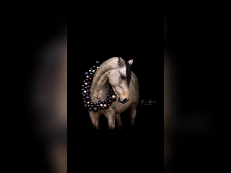 Deutsches Reitpony Hengst 4 Jahre 147 cm Falbe in Hemmoor