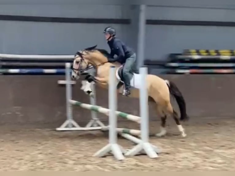 Deutsches Reitpony Hengst 4 Jahre 147 cm Falbe in Süderlügum