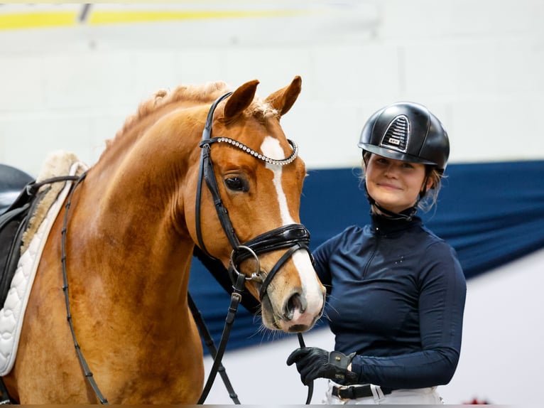 Deutsches Reitpony Hengst 4 Jahre 147 cm Fuchs in Marsberg