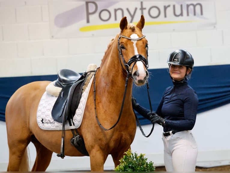 Deutsches Reitpony Hengst 4 Jahre 147 cm Fuchs in Marsberg