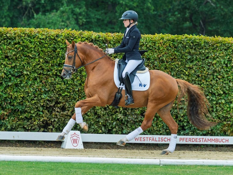 Deutsches Reitpony Hengst 4 Jahre 147 cm Fuchs in M&#xFC;nster