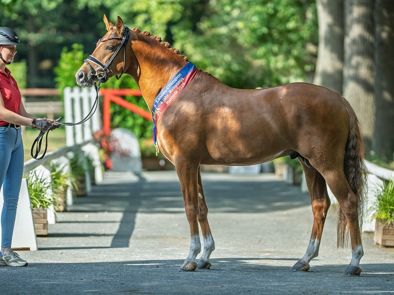Deutsches Reitpony Hengst 4 Jahre 147 cm Fuchs in M&#xFC;nster