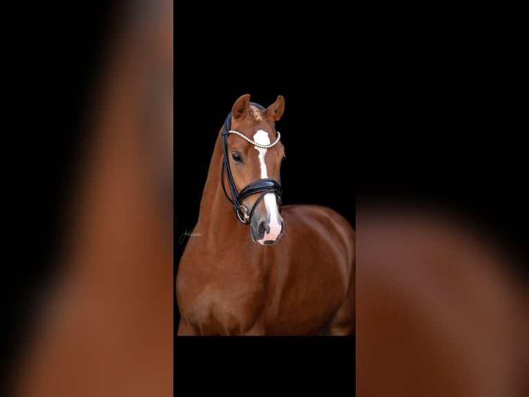 Deutsches Reitpony Hengst 4 Jahre 147 cm Fuchs in Lehrberg