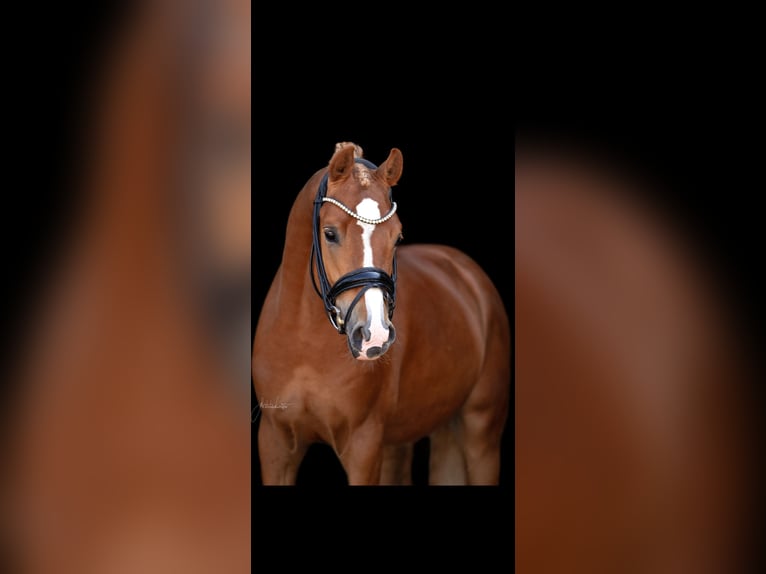 Deutsches Reitpony Hengst 4 Jahre 147 cm Fuchs in Lehrberg