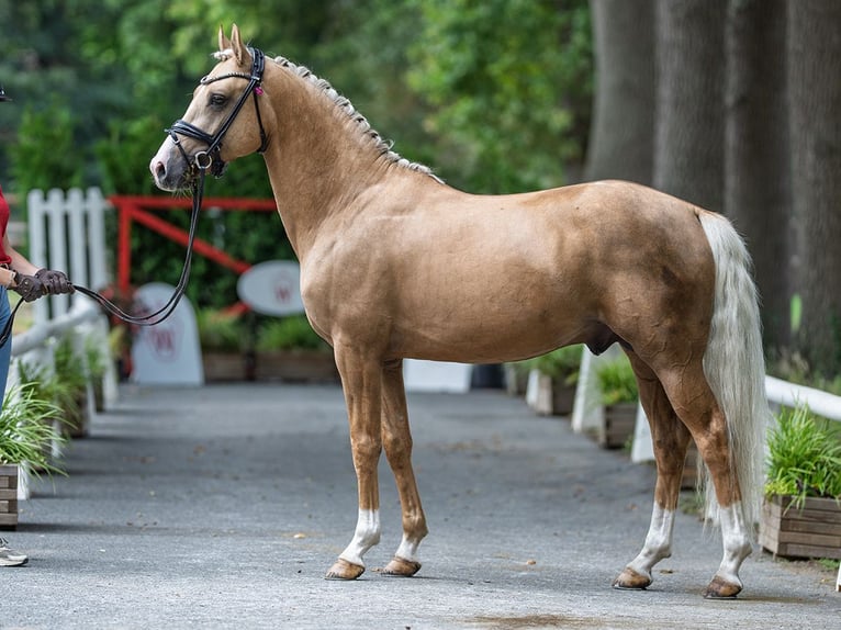 Deutsches Reitpony Hengst 4 Jahre 147 cm Palomino in M&#xFC;nster-Handorf