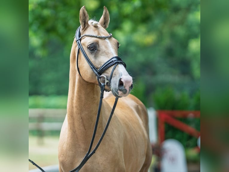 Deutsches Reitpony Hengst 4 Jahre 147 cm Palomino in M&#xFC;nster-Handorf