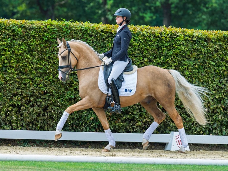 Deutsches Reitpony Hengst 4 Jahre 147 cm Palomino in M&#xFC;nster-Handorf