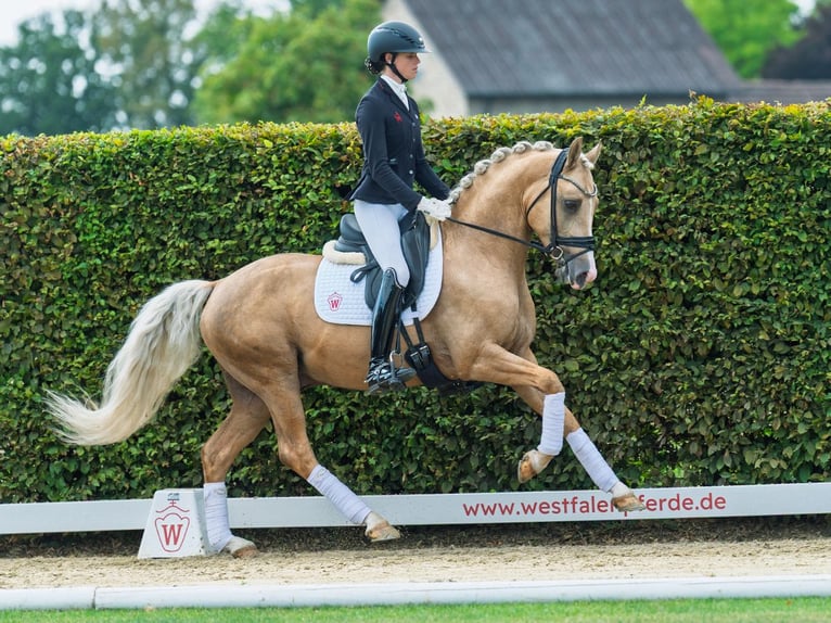 Deutsches Reitpony Hengst 4 Jahre 147 cm Palomino in M&#xFC;nster-Handorf