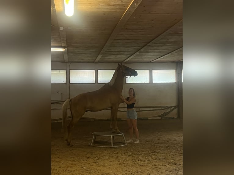 Deutsches Reitpony Hengst 4 Jahre 147 cm Palomino in Mömbris