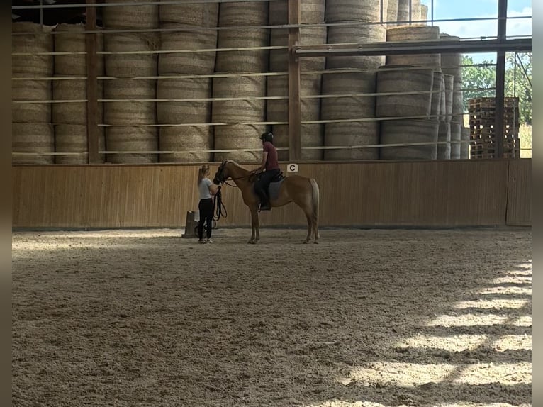Deutsches Reitpony Hengst 4 Jahre 147 cm Palomino in Mömbris