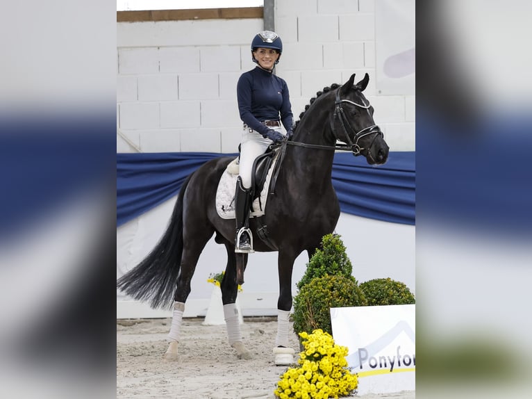 Deutsches Reitpony Hengst 4 Jahre 147 cm Rappe in Marsberg Deutsches Reitpony Hengst 4 Jahre 147 cm Rappe in Marsberg
