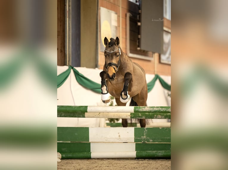 Deutsches Reitpony Hengst 4 Jahre 148 cm Buckskin in Lippetal