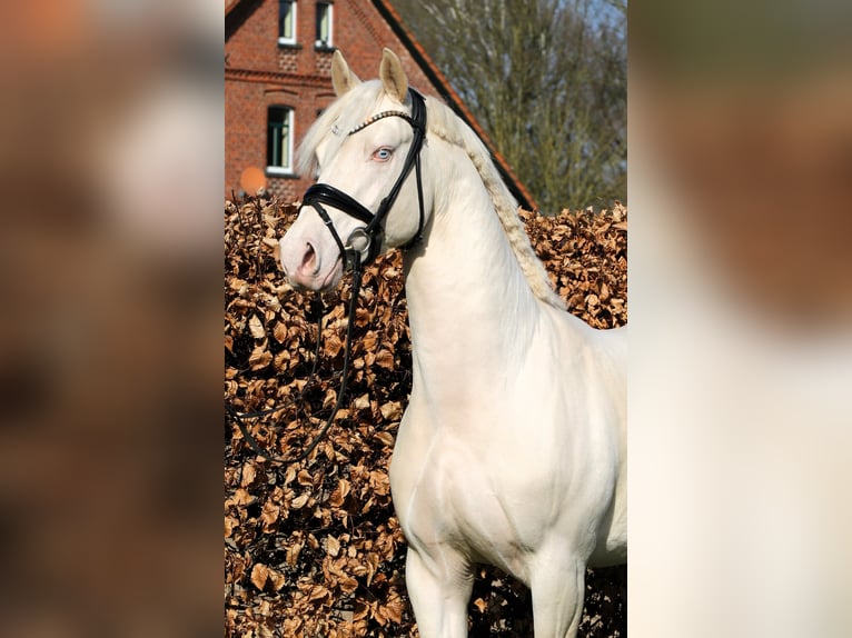 Deutsches Reitpony Hengst 4 Jahre 148 cm Cremello in Rehburg-Loccum M&#xFC;nchehagen