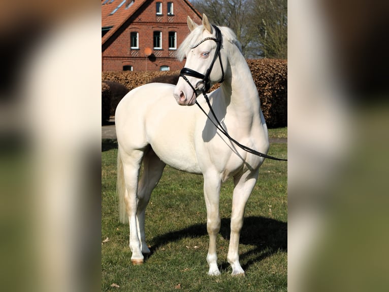 Deutsches Reitpony Hengst 4 Jahre 148 cm Cremello in Rehburg-Loccum M&#xFC;nchehagen