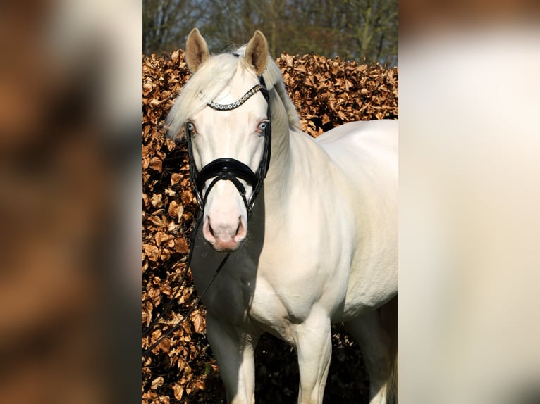 Deutsches Reitpony Hengst 4 Jahre 148 cm Cremello in Rehburg-Loccum M&#xFC;nchehagen