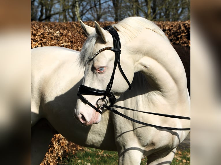 Deutsches Reitpony Hengst 4 Jahre 148 cm Cremello in Rehburg-Loccum M&#xFC;nchehagen