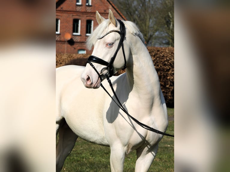 Deutsches Reitpony Hengst 4 Jahre 148 cm Cremello in Rehburg-Loccum M&#xFC;nchehagen