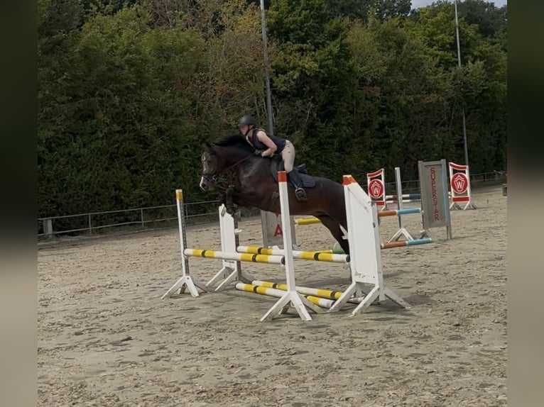 Deutsches Reitpony Hengst 4 Jahre 148 cm in M&#xFC;nster