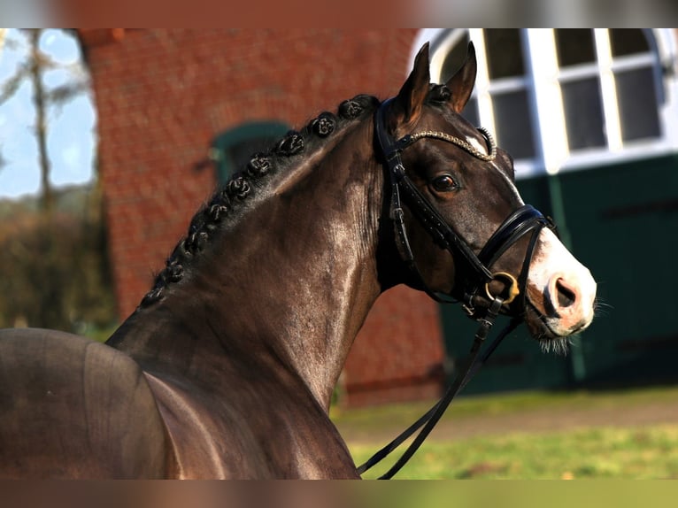 Deutsches Reitpony Hengst 4 Jahre 148 cm in M&#xFC;nster