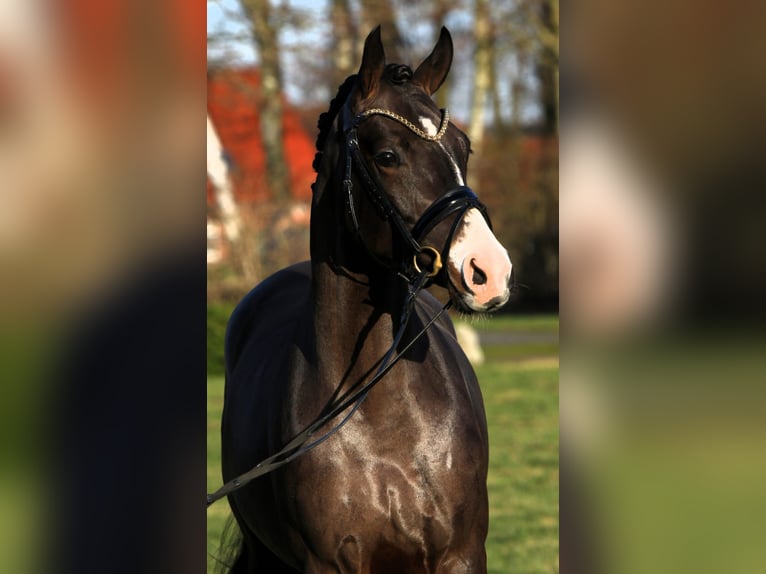 Deutsches Reitpony Hengst 4 Jahre 148 cm in M&#xFC;nster