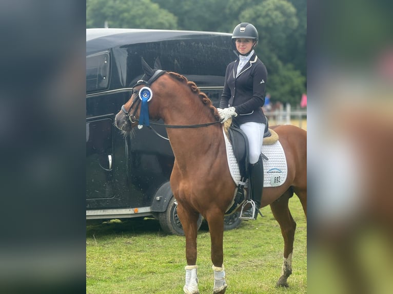 Deutsches Reitpony Hengst 4 Jahre 148 cm Fuchs in Wetter (Ruhr)