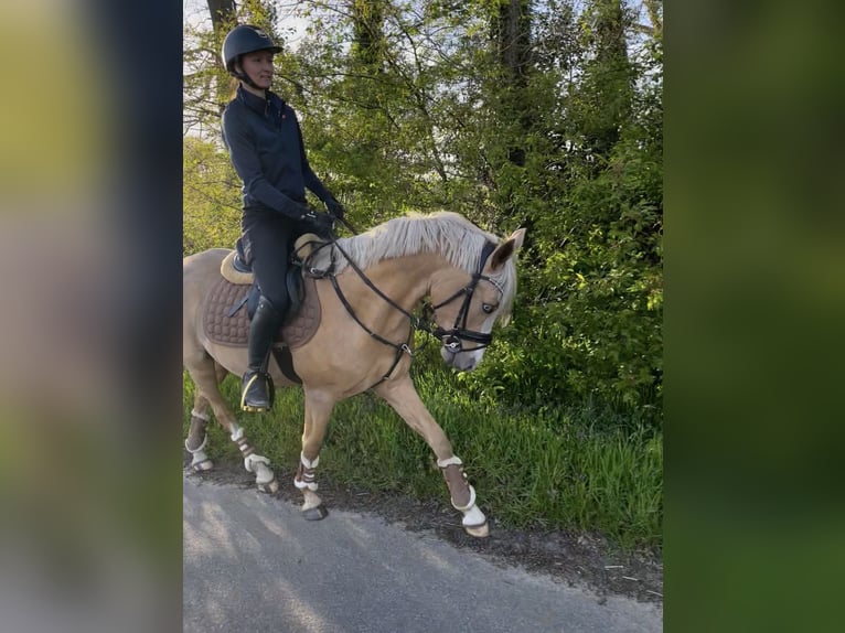 Deutsches Reitpony Hengst 4 Jahre 148 cm Palomino in Berge
