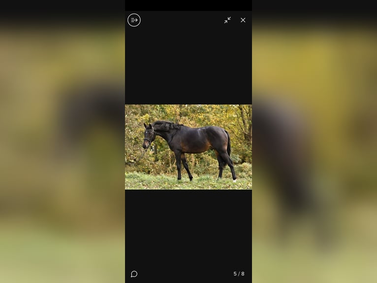 Deutsches Reitpony Hengst 4 Jahre 148 cm Schwarzbrauner in Neustadt Dosse