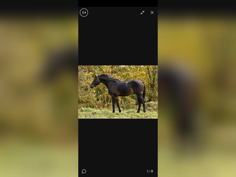 Deutsches Reitpony Hengst 4 Jahre 148 cm Schwarzbrauner in Neustadt Dosse