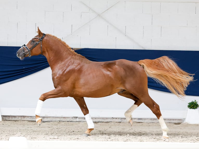 Deutsches Reitpony Hengst 4 Jahre 149 cm Fuchs in Marsberg