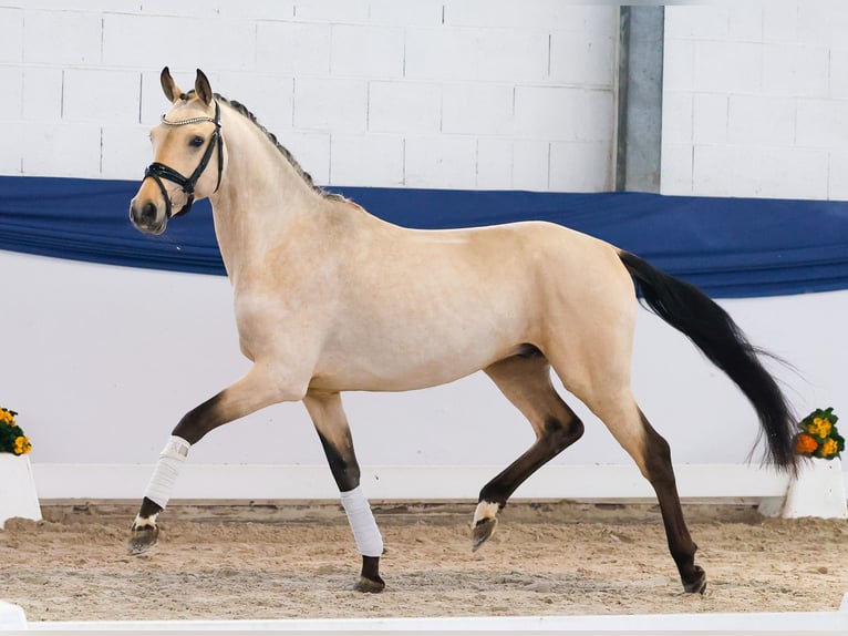 Deutsches Reitpony Hengst 4 Jahre 151 cm Falbe in Marsberg